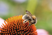 Monatsthema Tiere - Fotograf Joachim Clemens