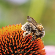 Monatsthema Tiere - Fotograf Joachim Clemens