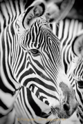 Monatsthema Tiere - Fotograf Joachim Clemens