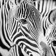 Monatsthema Tiere - Fotograf Joachim Clemens