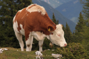 Monatsthema Tiere - Fotograf Helmut Joa