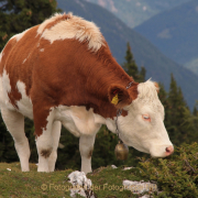 Monatsthema Tiere - Fotograf Helmut Joa