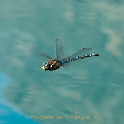 Monatsthema Tiere - Fotograf Olaf Kratge