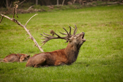 Monatsthema Tiere - Fotograf Thomas Stähler