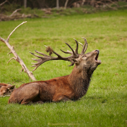 Monatsthema Tiere - Fotograf Thomas Stähler