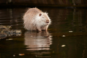 Monatsthema Tiere - Fotograf Thomas Stähler