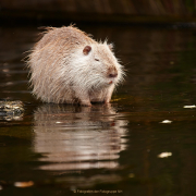 Monatsthema Tiere - Fotograf Thomas Stähler