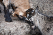 Monatsthema Tiere - Fotograf Thomas Stähler