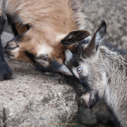 Monatsthema Tiere - Fotograf Thomas Stähler