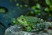 Monatsthema Tiere - Fotograf Clemens Schnitzler