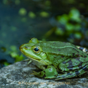 Monatsthema Tiere - Fotograf Clemens Schnitzler
