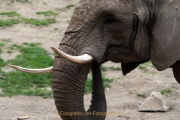 Monatsthema Tiere - Fotograf Clemens Schnitzler