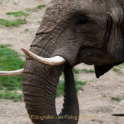 Monatsthema Tiere - Fotograf Clemens Schnitzler