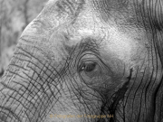 Monatsthema Tiere - Fotograf Henry Mann