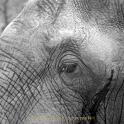 Monatsthema Tiere - Fotograf Henry Mann