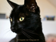 Monatsthema Tiere - Fotograf Henry Mann
