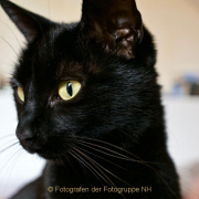 Monatsthema Tiere - Fotograf Henry Mann