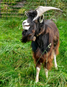 Monatsthema Tiere - Fotograf Henry Mann