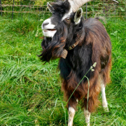 Monatsthema Tiere - Fotograf Henry Mann