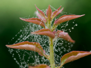 Monatsthema Zauberhaftes, Verträumtes - Fotografin Anne Jeuk