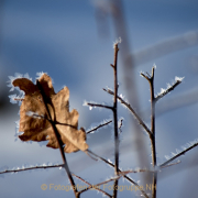 Monatsthema Zauberhaftes, Verträumtes - Fotografin Anne Jeuk