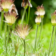 Monatsthema Zauberhaftes, Verträumtes - Fotograf Henry Mann