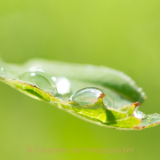 Monatsthema Zauberhaftes, Verträumtes - Fotografin Izabela Reich