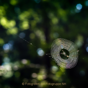 Monatsthema Zauberhaftes, Verträumtes - Fotografin Izabela Reich