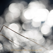 Monatsthema Zauberhaftes, Verträumtes - Fotografin Jutta R. Buchwald