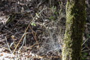 Monatsthema Zauberhaftes, Verträumtes - Fotograf Joachim Würth