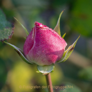Monatsthema Zauberhaftes, Verträumtes - Fotograf Olaf Kratge
