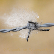 Monatsthema Zauberhaftes, Verträumtes - Fotografin Nicole Gieseler