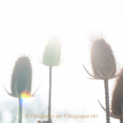 Monatsthema Zauberhaftes, Verträumtes - Fotograf Thomas Stähler