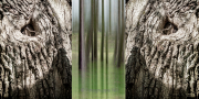 Triptychon - Fotograf Joachim Clemens