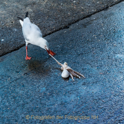 Monatsthema Fundstücke am Boden - Fotografin Jutta R. Buchwald