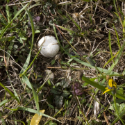 Monatsthema Fundstücke am Boden - Fotograf Helmut Joa