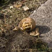 Monatsthema Fundstücke am Boden - Fotograf Helmut Joa