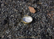Monatsthema Fundstücke am Boden - Fotograf Helmut Joa