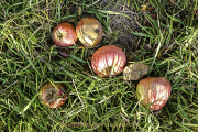 Monatsthema Fundstücke am Boden - Fotograf Joachim Würth