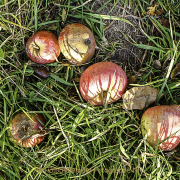 Monatsthema Fundstücke am Boden - Fotograf Joachim Würth