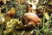 Monatsthema Fundstücke am Boden - Fotograf Joachim Würth