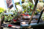Monatsthema Stillleben - Fotograf Joachim Clemens