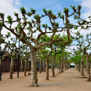 Bäume - Fotograf Albert Wenz