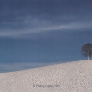 Bäume - Fotograf Horst Zeich