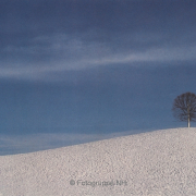 Bäume - Fotograf Horst Zeich