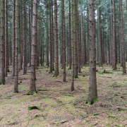 Bäume - Fotograf Olaf Kratge