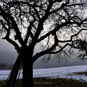 Bäume - Fotograf Henry Mann