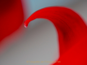 Monatsthema Rot dominiert - Fotografin Anne Jeuk