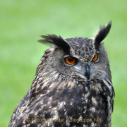 Monatsthema Tiere - Fotograf Albert Wenz