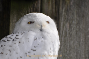 Monatsthema Tiere - Fotograf Albert Wenz